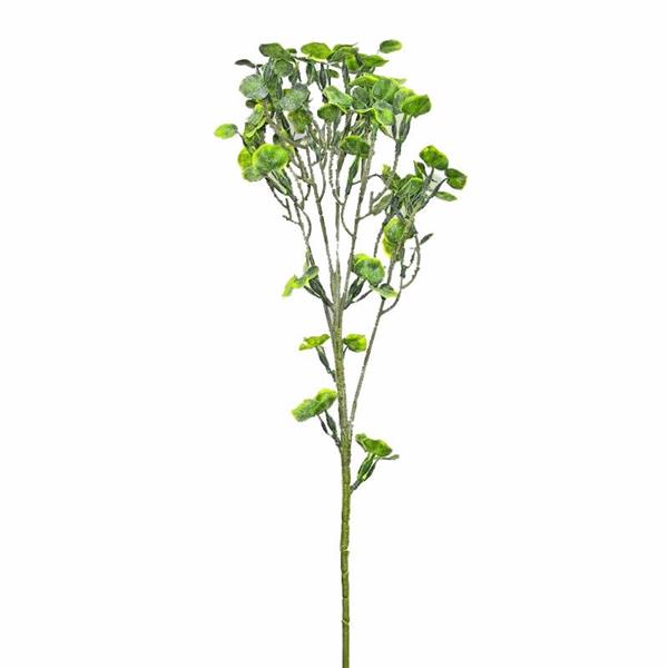 CAPELVENERE CM.65 PZ.1 **60/360** VERDE CHIARO