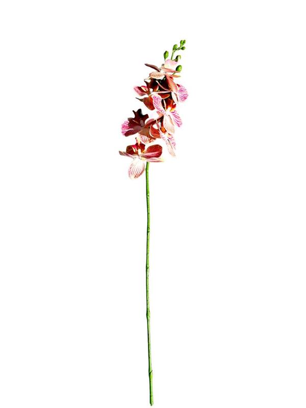 ORCHIDEA PC 24/144PZ ORANGE