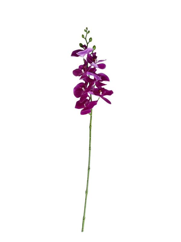 ORCHIDEA PC 24/144PZ PURPLE