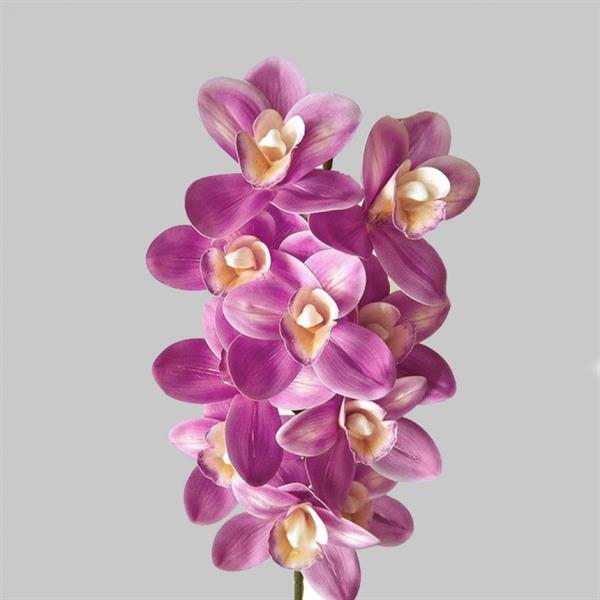 CYMBIDIUM X7 H.75 PZ1 PINK-PURPLE *1/12/168/672* (EM01/PP)