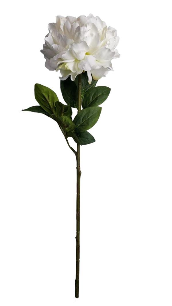 PEONIA SINGOLA **1/12/144/576** ECRU (EM10/E)